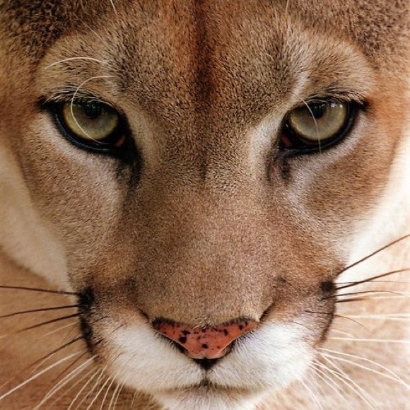 Meet your Posher, Molly - Picture 1 of 1